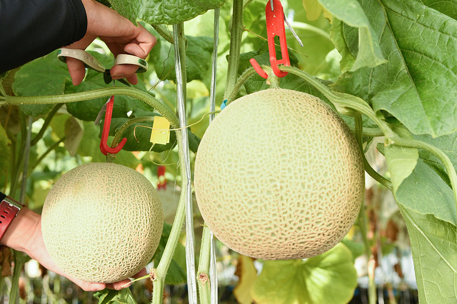 大静ファーム株式会社の事業